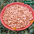 রোস্টেড থাই বাদাম 1kg